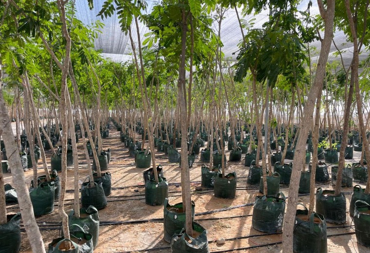 Umm Yifenah Nursery Abu Dhabi Landscaping Project