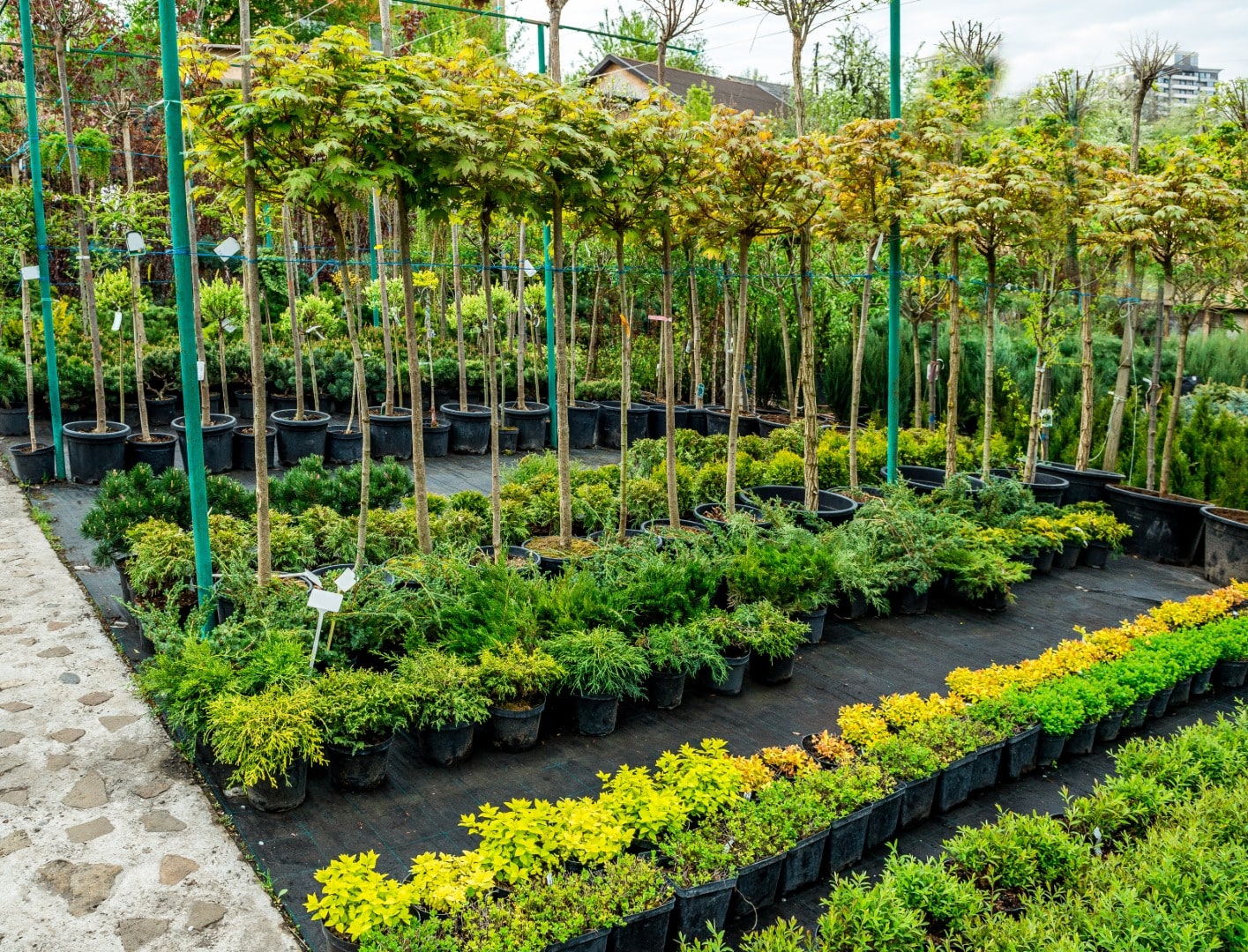 Plant nursery with native species - Gulf Dunes